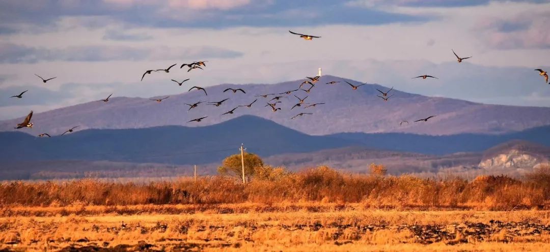 途经这里的小精灵，有专人“保驾护航”