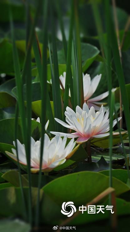 北京奥森公园睡莲自带仙气 北京奥森公园睡莲自带仙气