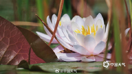 北京奥森公园睡莲自带仙气 北京奥森公园睡莲自带仙气