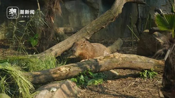 “zoo walk”为啥火了？