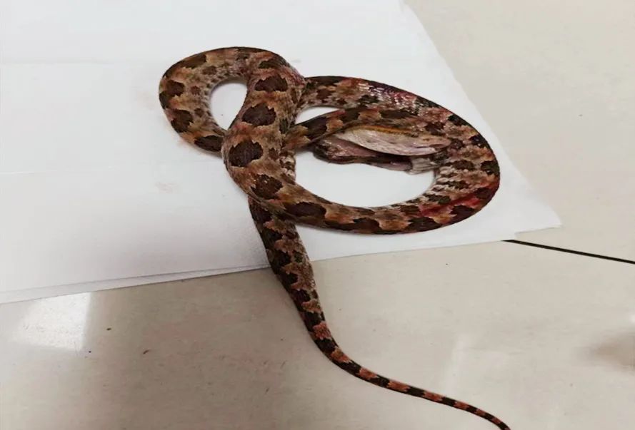 警惕!杭州女子不慎家门口中招,有剧毒 警惕!杭州女子不慎家门口中招,有剧毒