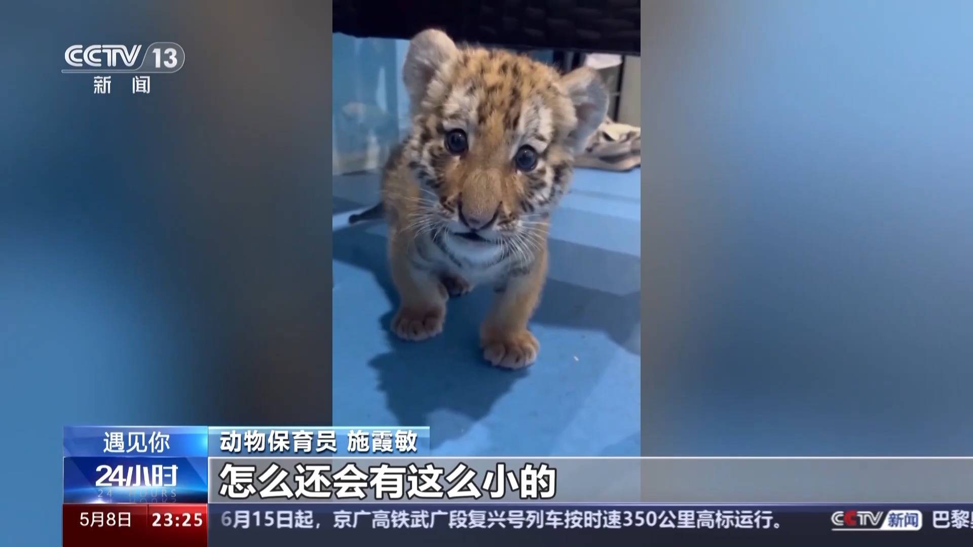 带薪“撸虎玩熊”?95后的她4年里拉扯大200多只猛兽崽崽 带薪“撸虎玩熊”?95后的她4年里拉扯大200多只猛兽崽崽