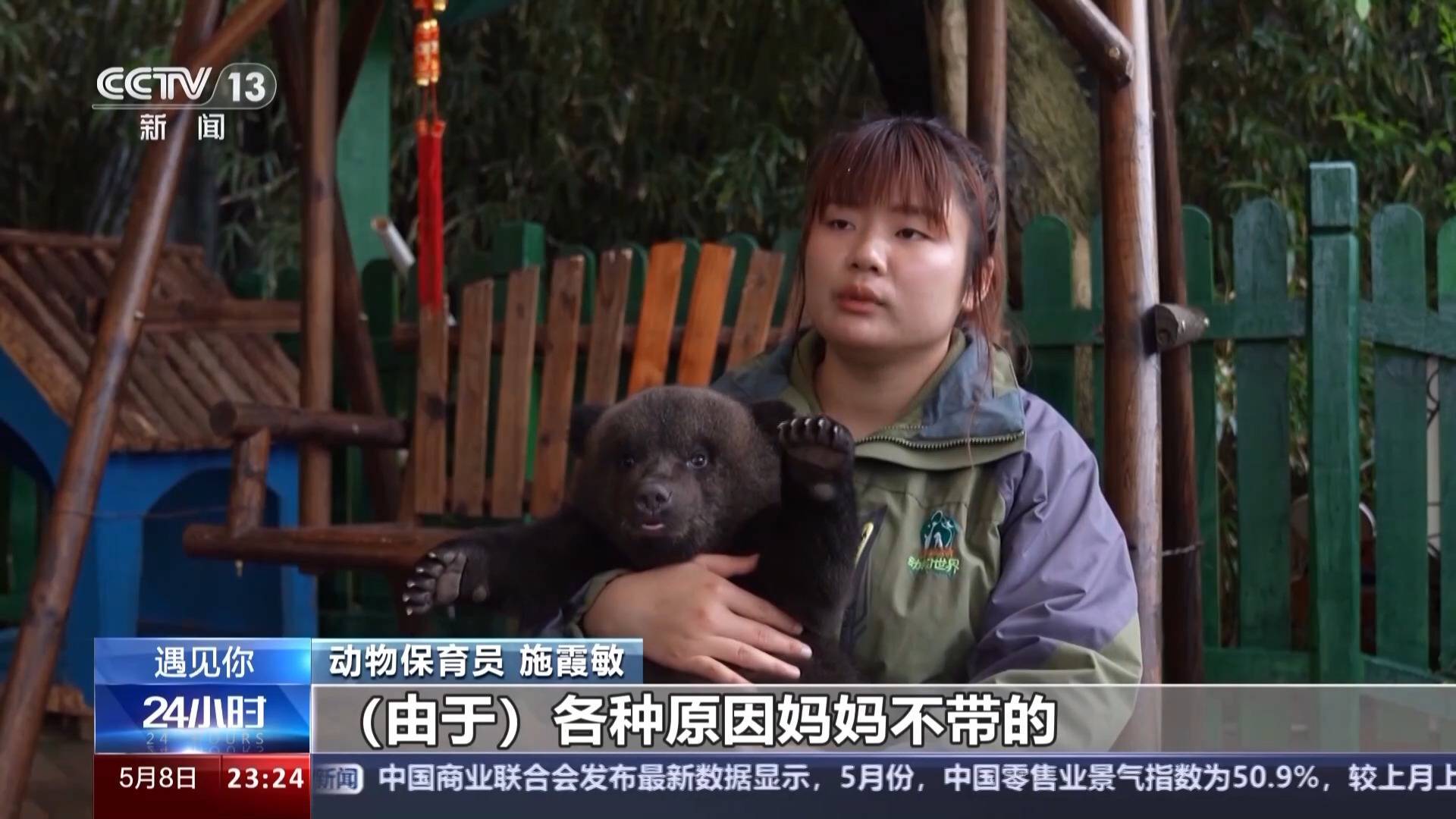 带薪“撸虎玩熊”?95后的她4年里拉扯大200多只猛兽崽崽 带薪“撸虎玩熊”?95后的她4年里拉扯大200多只猛兽崽崽