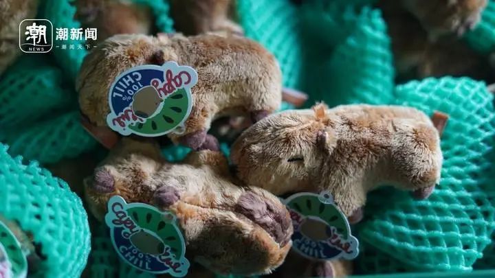 “zoo walk”为啥火了？