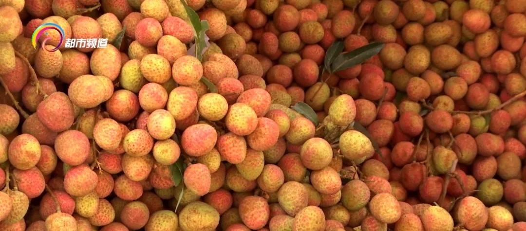 “荔枝减产”、“冻眠荔枝”登上热搜！昆明市场价格……