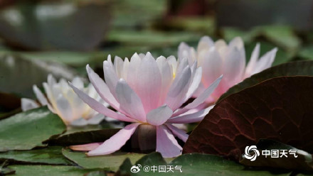 北京奥森公园睡莲自带仙气 北京奥森公园睡莲自带仙气