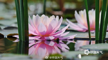 北京奥森公园睡莲自带仙气 北京奥森公园睡莲自带仙气