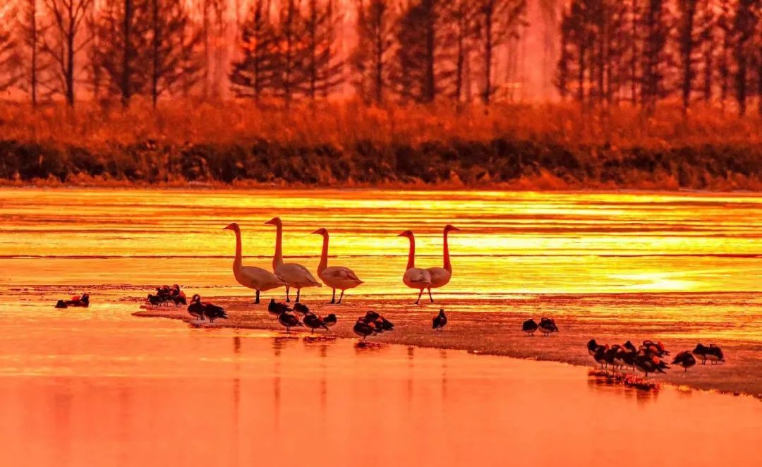 途经这里的小精灵，有专人“保驾护航”