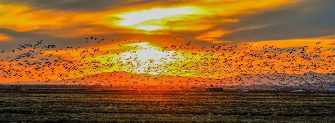 途经这里的小精灵，有专人“保驾护航”