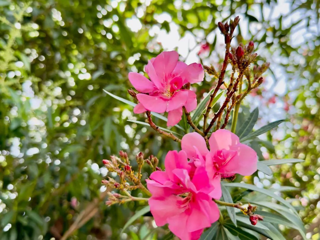 阜阳街头大量出现！千万别碰！