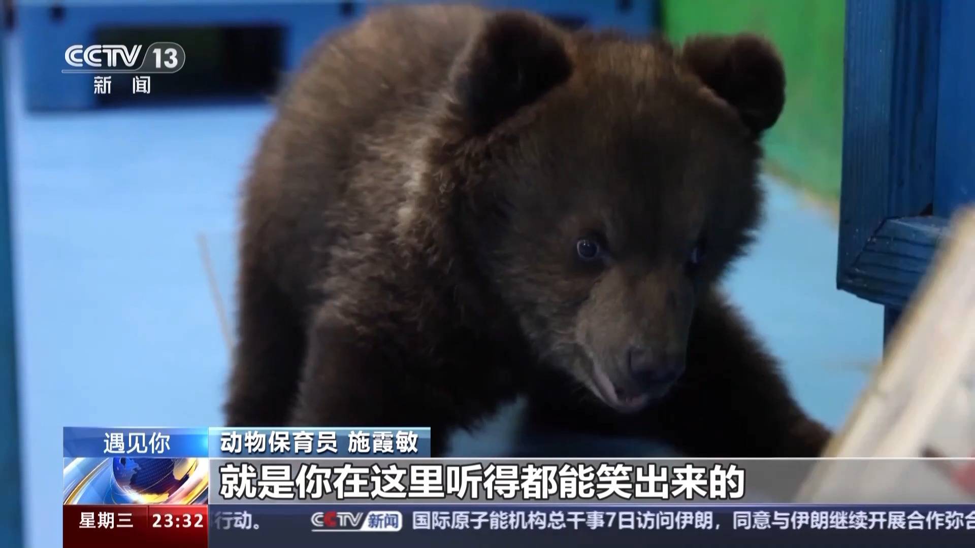 带薪“撸虎玩熊”?95后的她4年里拉扯大200多只猛兽崽崽 带薪“撸虎玩熊”?95后的她4年里拉扯大200多只猛兽崽崽