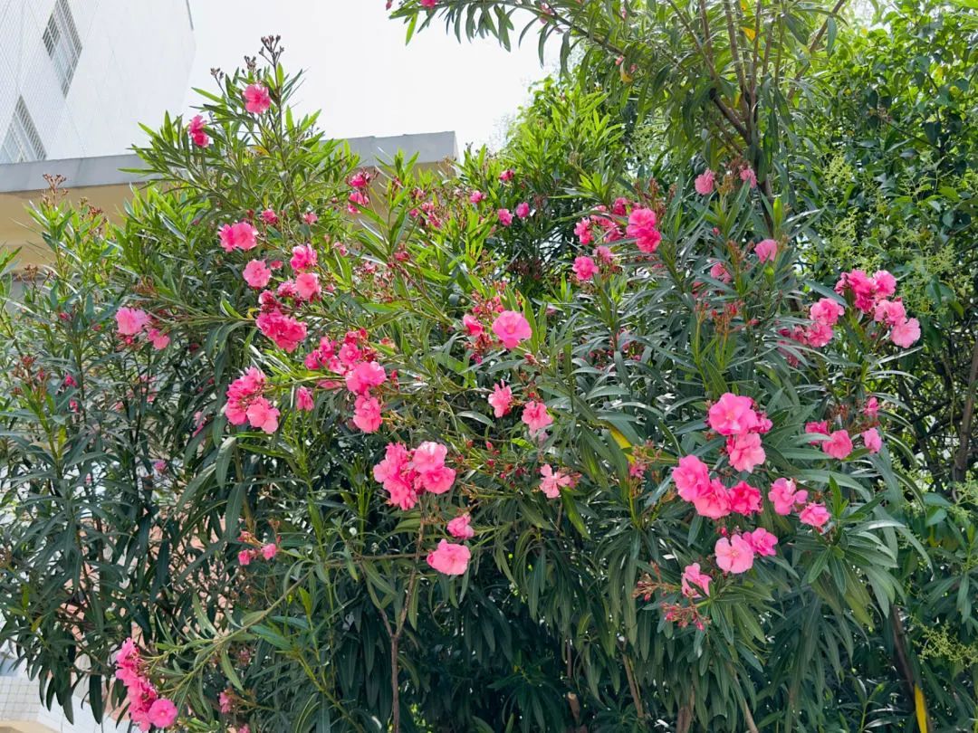 阜阳街头大量出现！千万别碰！