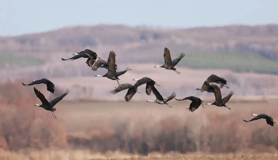 途经这里的小精灵，有专人“保驾护航”