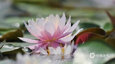 北京奥森公园睡莲自带仙气 北京奥森公园睡莲自带仙气