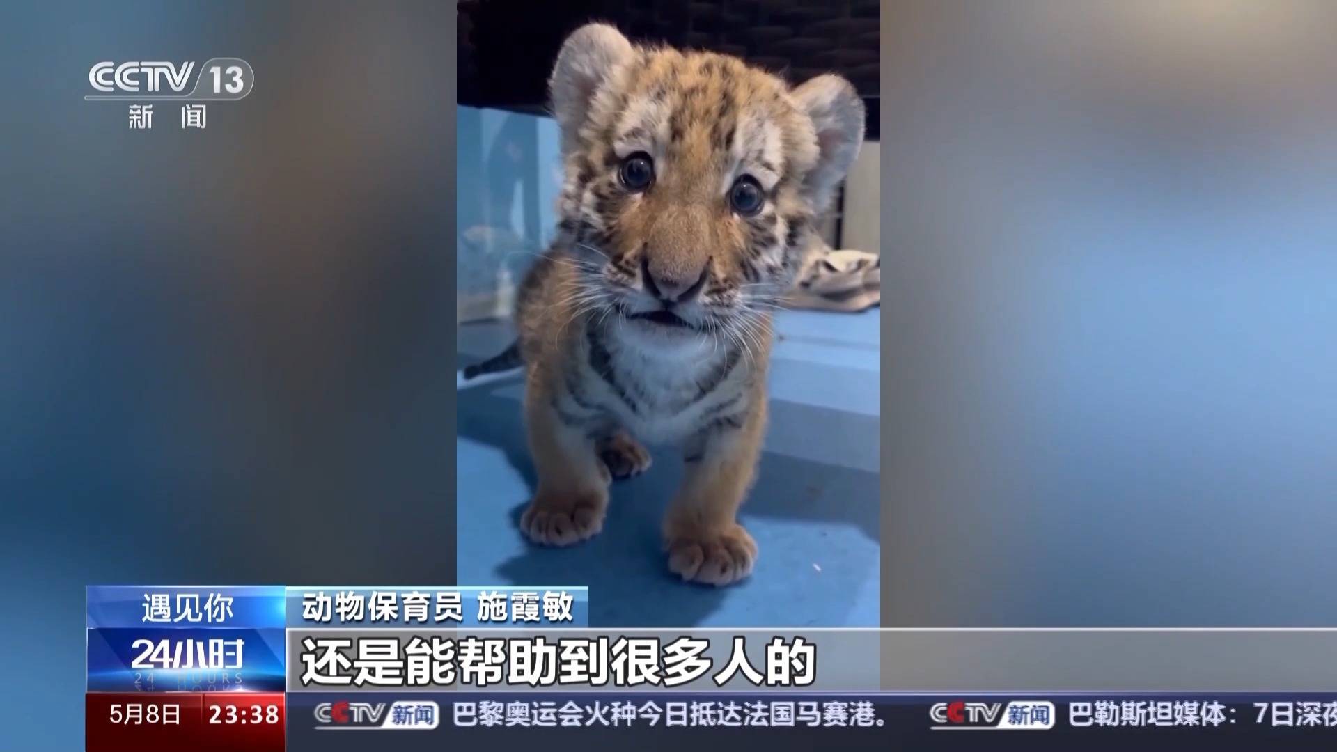 带薪“撸虎玩熊”?95后的她4年里拉扯大200多只猛兽崽崽 带薪“撸虎玩熊”?95后的她4年里拉扯大200多只猛兽崽崽