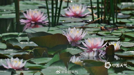 北京奥森公园睡莲自带仙气 北京奥森公园睡莲自带仙气