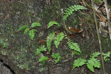 丹霞山发现极度濒危植物国达铁角蕨