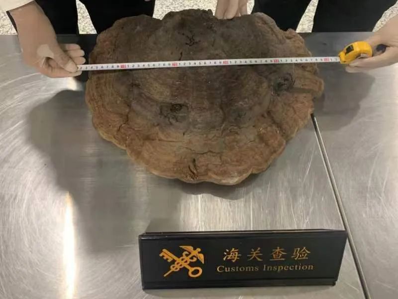 杭州萧山机场海关在托运行李内发现灵芝,表面带尘土,部分有虫孔 杭州萧山机场海关在托运行李内发现灵芝,表面带尘土,部分有虫孔