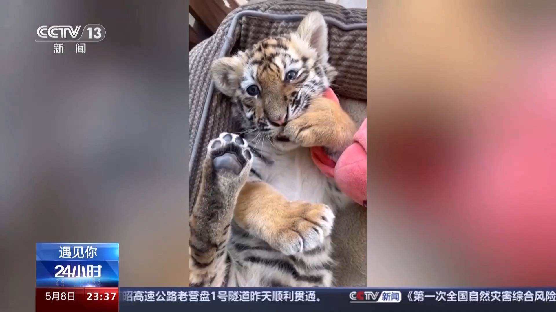 带薪“撸虎玩熊”?95后的她4年里拉扯大200多只猛兽崽崽 带薪“撸虎玩熊”?95后的她4年里拉扯大200多只猛兽崽崽