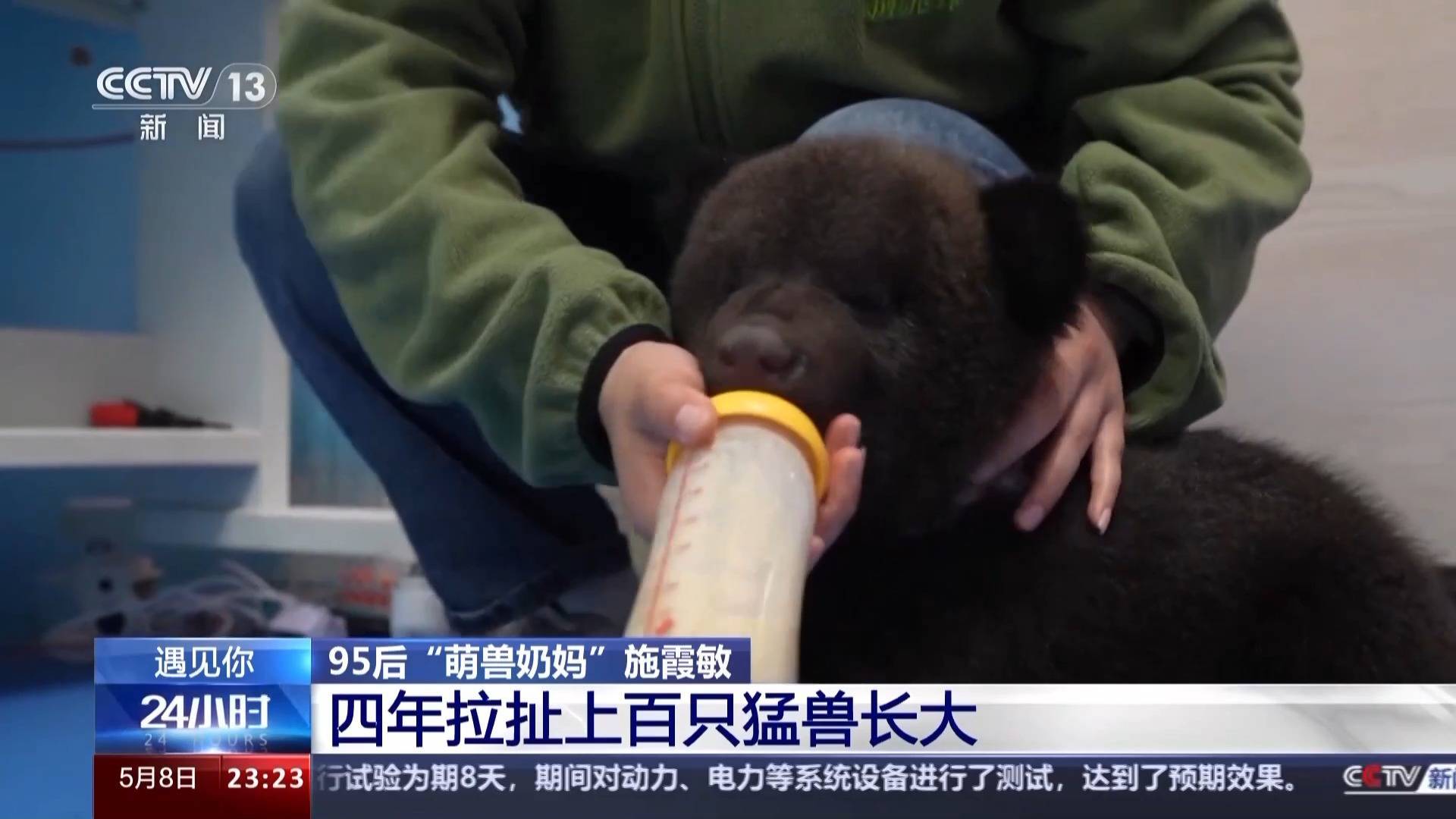 带薪“撸虎玩熊”?95后的她4年里拉扯大200多只猛兽崽崽 带薪“撸虎玩熊”?95后的她4年里拉扯大200多只猛兽崽崽