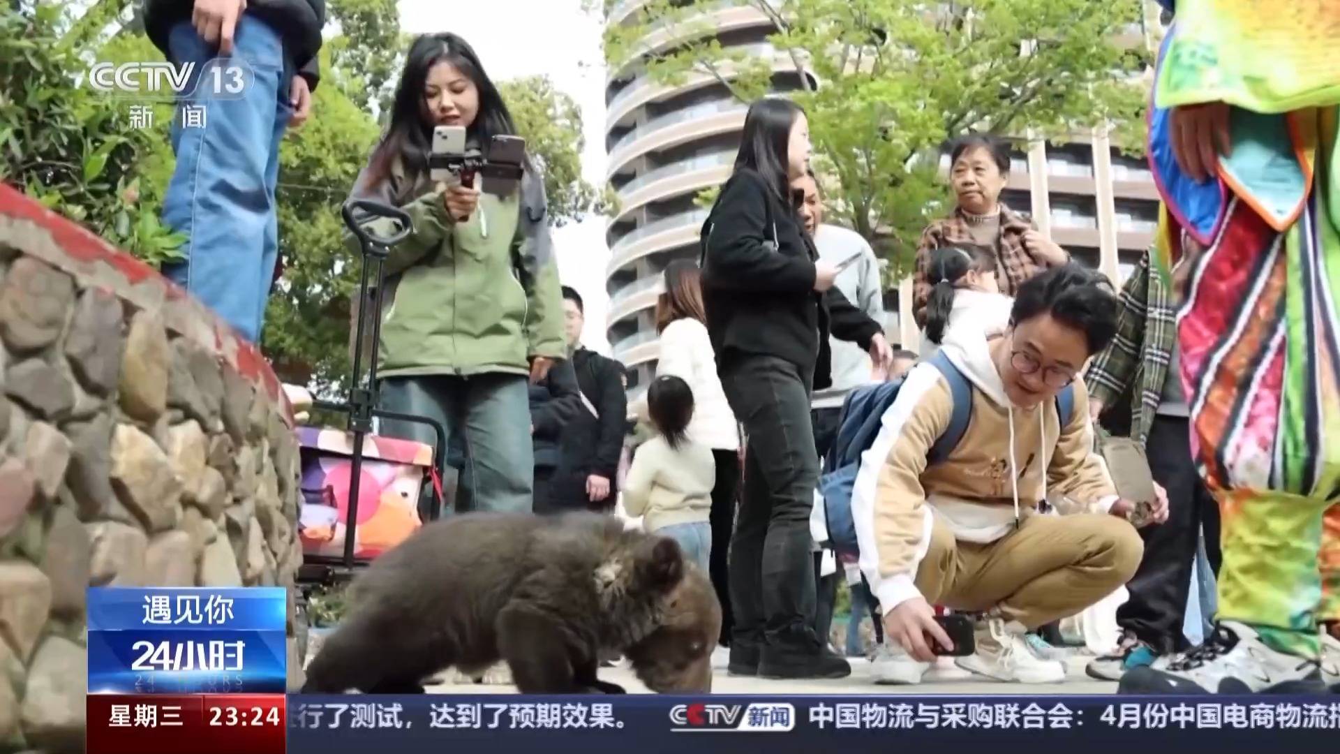 带薪“撸虎玩熊”?95后的她4年里拉扯大200多只猛兽崽崽 带薪“撸虎玩熊”?95后的她4年里拉扯大200多只猛兽崽崽