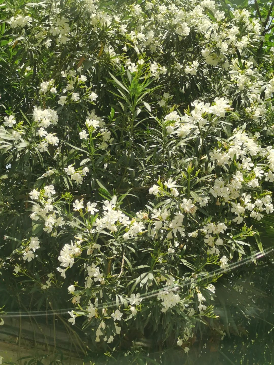 阜阳街头大量出现！千万别碰！