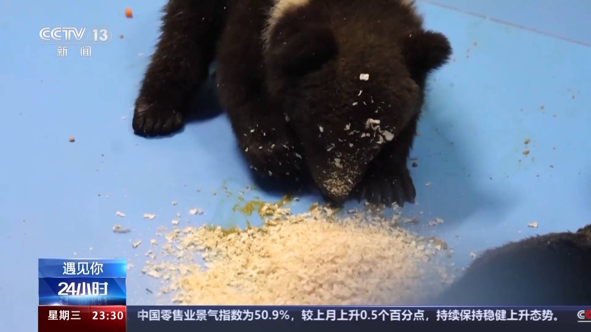 带薪“撸虎玩熊”?95后的她4年里拉扯大200多只猛兽崽崽 带薪“撸虎玩熊”?95后的她4年里拉扯大200多只猛兽崽崽