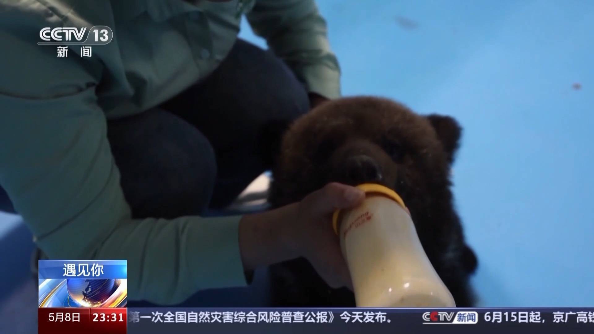 带薪“撸虎玩熊”?95后的她4年里拉扯大200多只猛兽崽崽 带薪“撸虎玩熊”?95后的她4年里拉扯大200多只猛兽崽崽