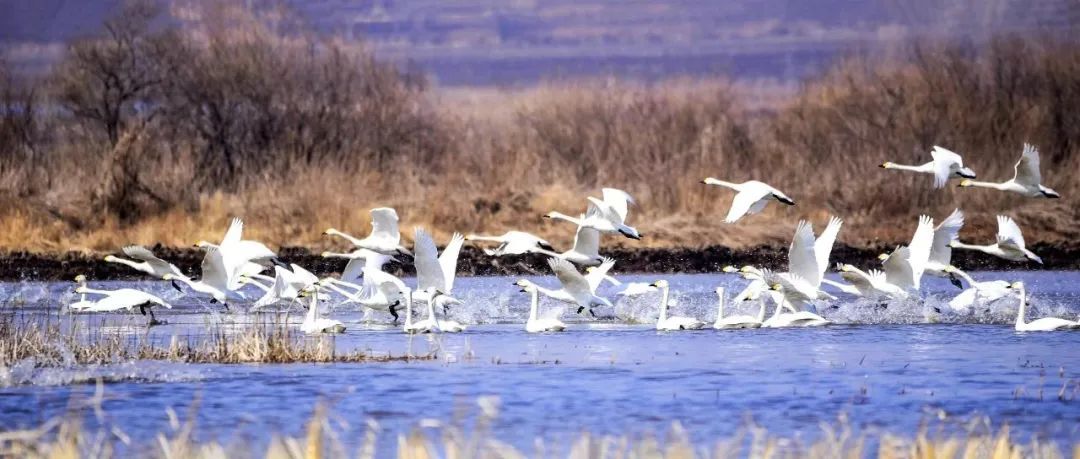 途经这里的小精灵，有专人“保驾护航”