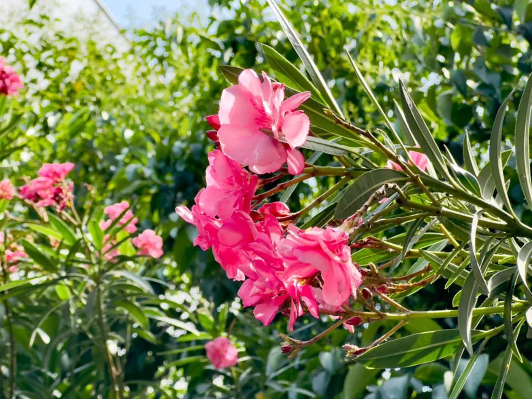 阜阳街头大量出现！千万别碰！