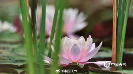 北京奥森公园睡莲自带仙气 北京奥森公园睡莲自带仙气