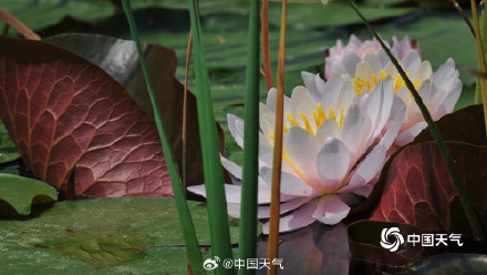 北京奥森公园睡莲自带仙气 北京奥森公园睡莲自带仙气