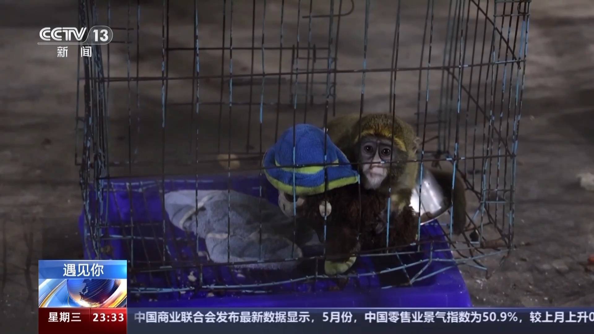 带薪“撸虎玩熊”?95后的她4年里拉扯大200多只猛兽崽崽 带薪“撸虎玩熊”?95后的她4年里拉扯大200多只猛兽崽崽