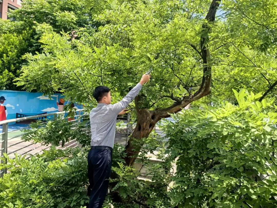 你好，有明朝时期的古树，有人认养吗？