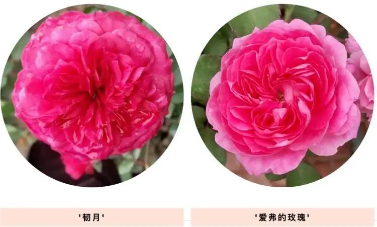 开车上高架，被上海美到了！一直到9月中旬→