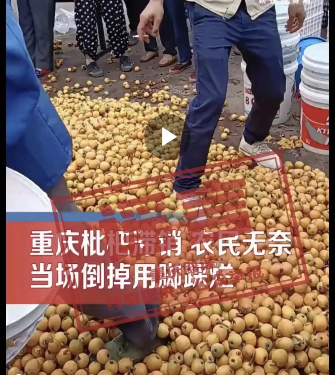 果农因滞销将千余斤枇杷踩碎？合川回应