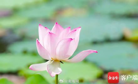 海口五源河:水菜花睡莲竞相开放 引来蜻蜓立上头 海口五源河:水菜花睡莲竞相开放 引来蜻蜓立上头