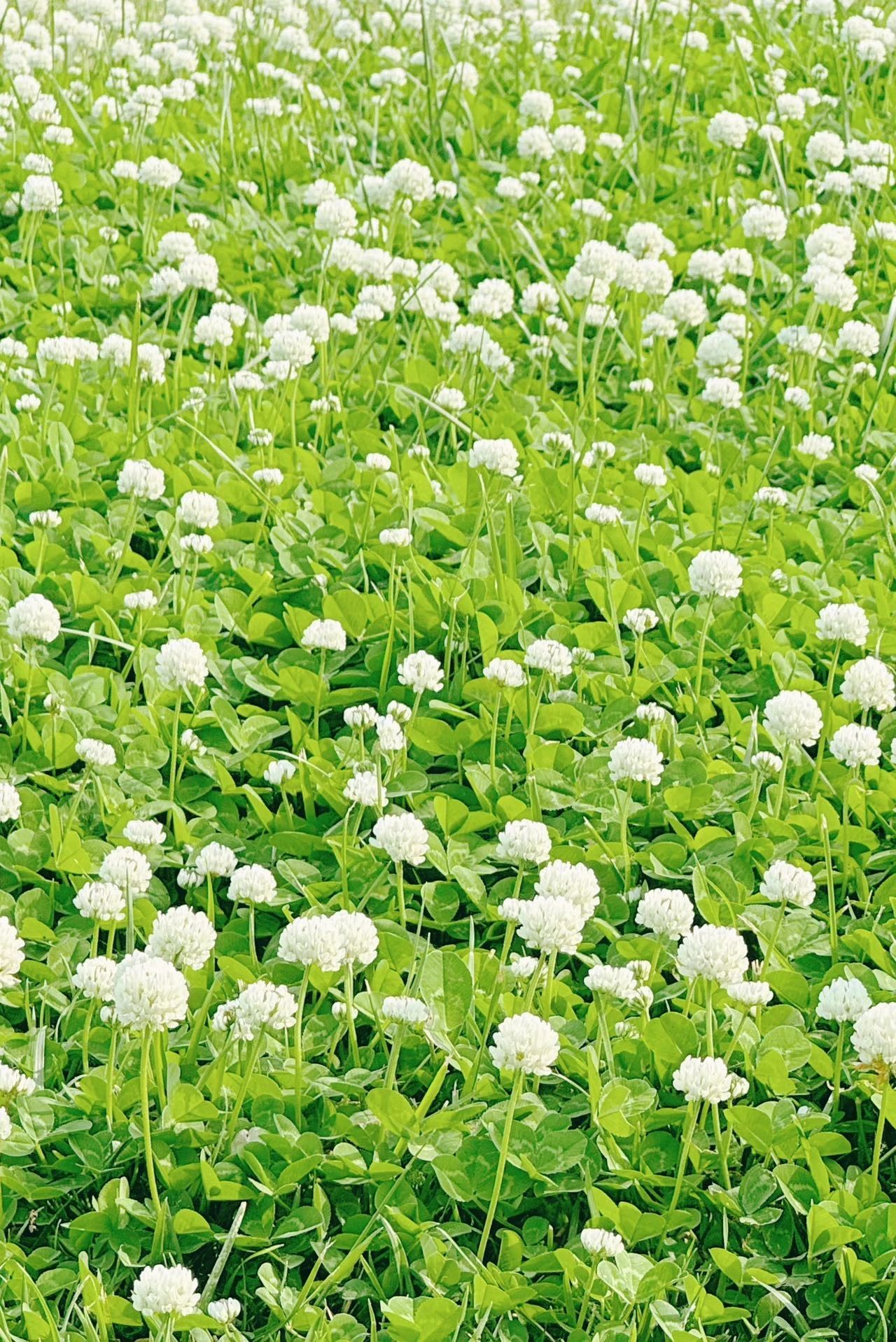 镜头下的北京科学中心 |白车轴草悄放 镜头下的北京科学中心 |白车轴草悄放