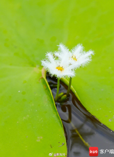 海口五源河:水菜花睡莲竞相开放 引来蜻蜓立上头 海口五源河:水菜花睡莲竞相开放 引来蜻蜓立上头