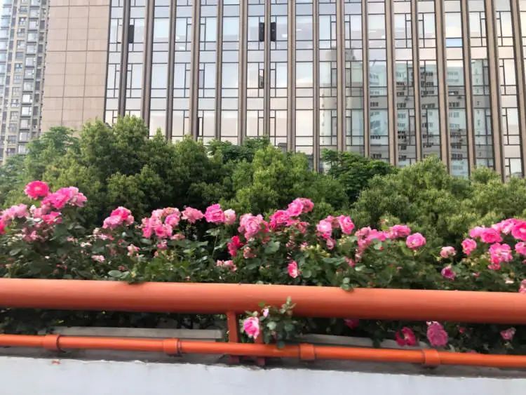 开车上高架，被上海美到了！一直到9月中旬→