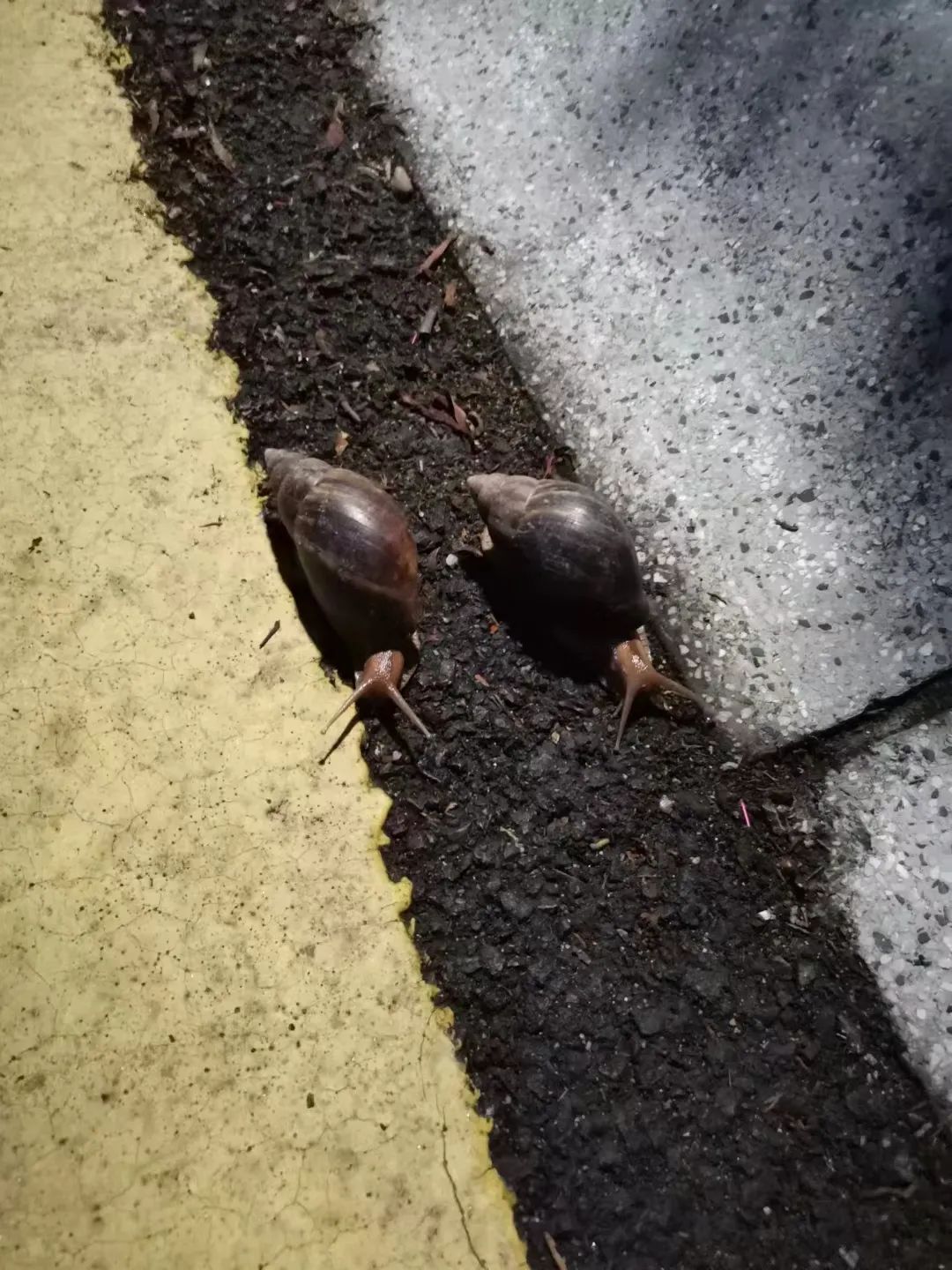 雨后看到它千万别碰，很危险！