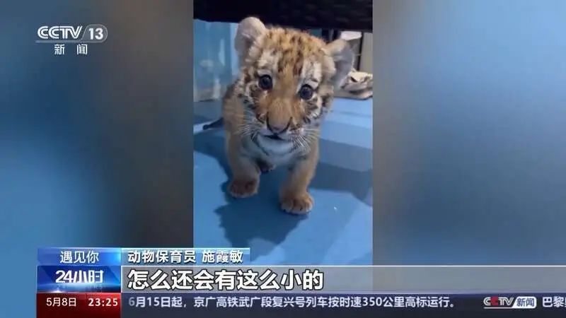 这届年轻人带薪“撸虎玩熊”?网友:梦想职业无疑了 这届年轻人带薪“撸虎玩熊”?网友:梦想职业无疑了