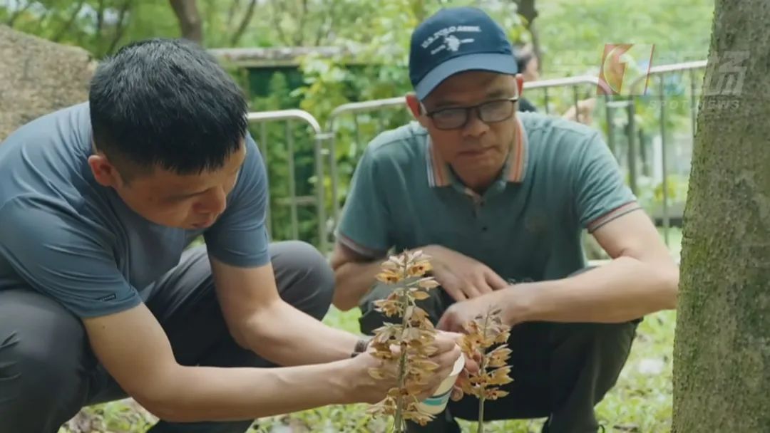 逛公园的市民多看了一眼，竟然发现珍稀野生兰花