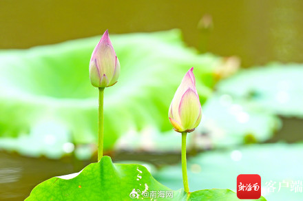 海口五源河:水菜花睡莲竞相开放 引来蜻蜓立上头 海口五源河:水菜花睡莲竞相开放 引来蜻蜓立上头