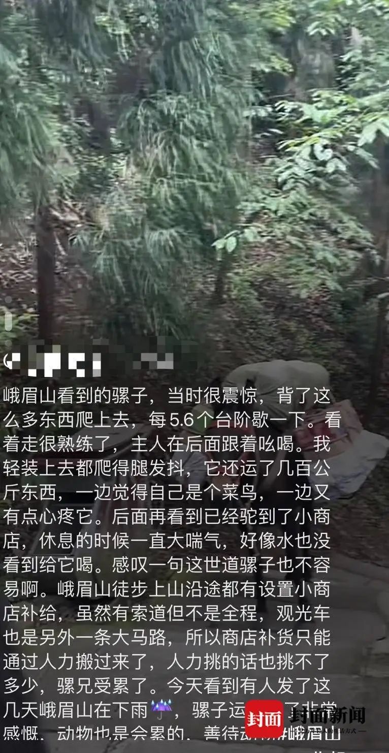 峨眉山景区骡子负重爬山引争议？景区回应