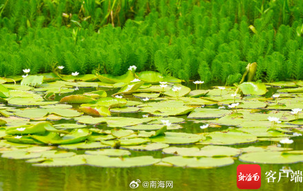 海口五源河:水菜花睡莲竞相开放 引来蜻蜓立上头 海口五源河:水菜花睡莲竞相开放 引来蜻蜓立上头
