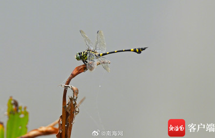 海口五源河:水菜花睡莲竞相开放 引来蜻蜓立上头 海口五源河:水菜花睡莲竞相开放 引来蜻蜓立上头