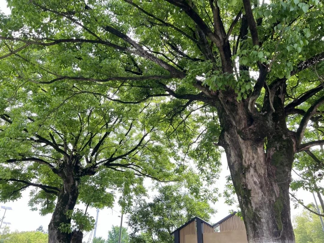 你好，有明朝时期的古树，有人认养吗？