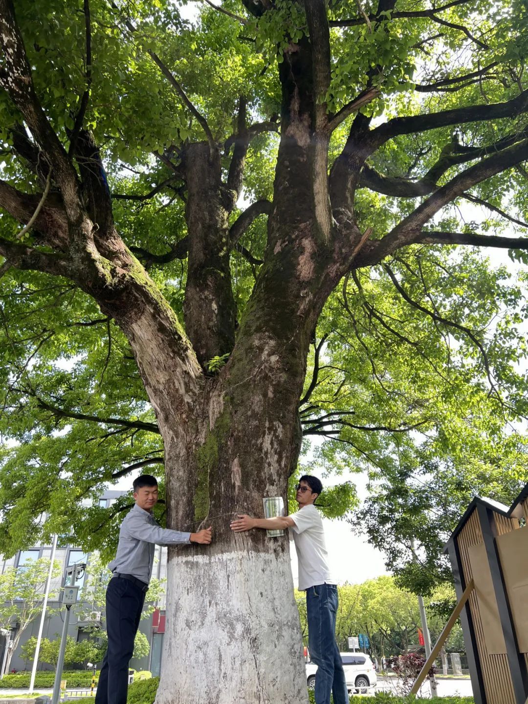 你好，有明朝时期的古树，有人认养吗？