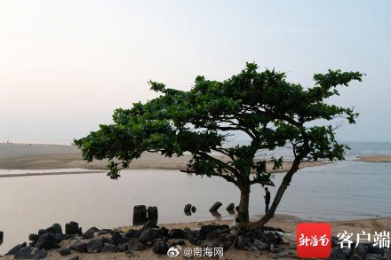 海口孤独的树走红,你去打卡过吗? 海口孤独的树走红,你去打卡过吗?